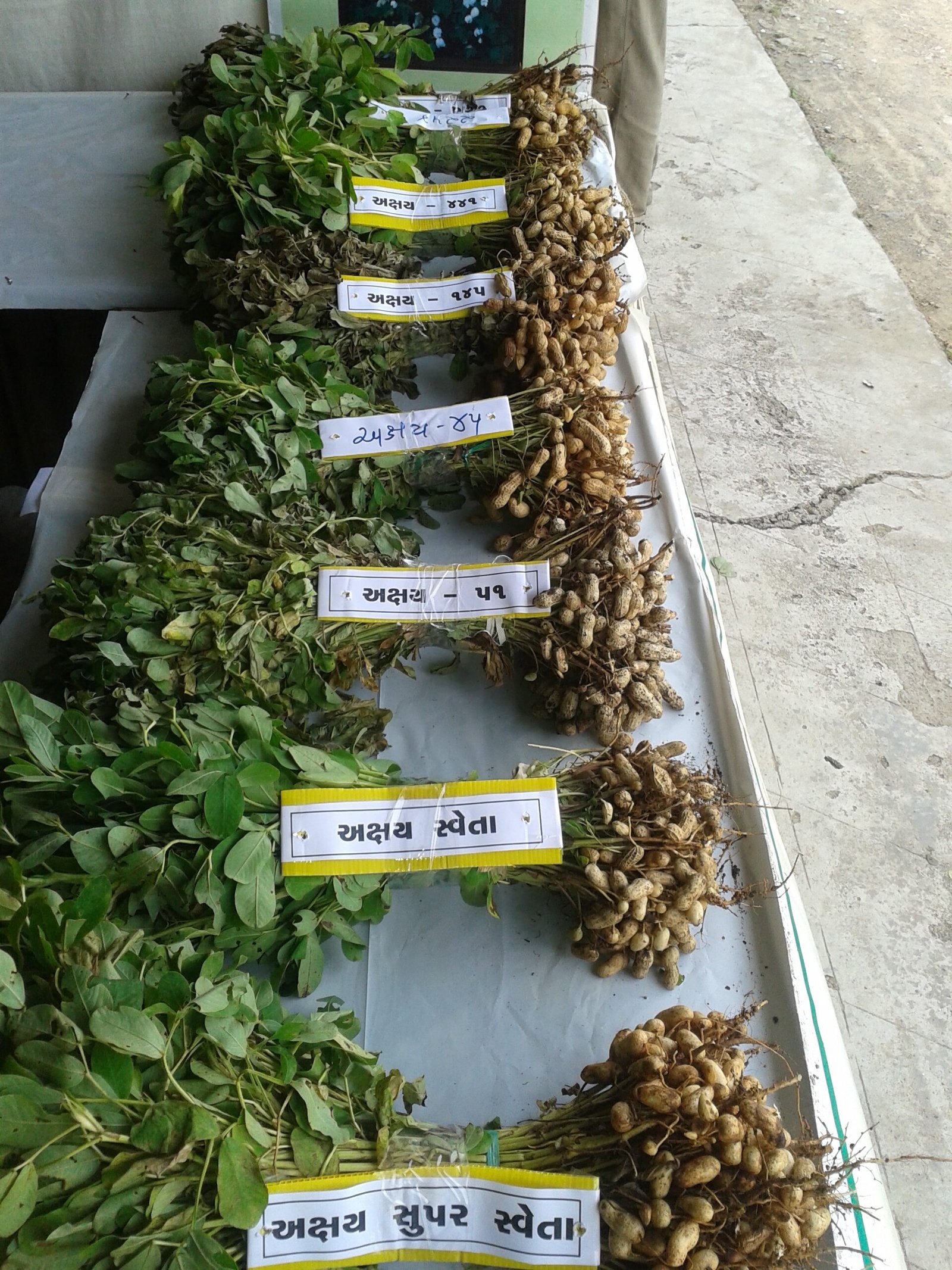 http://Groundnut%20Varieties