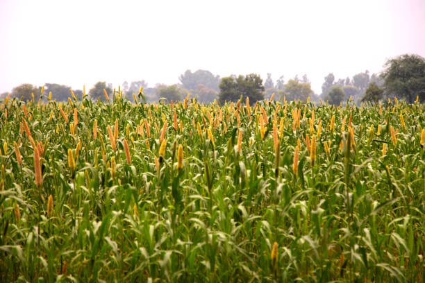 Millet crop field.