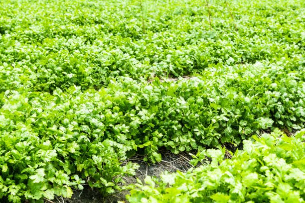 green curly parsley leaves (Petroselinum) in farmland, Kitchen herb garden with fresh parsley plant.