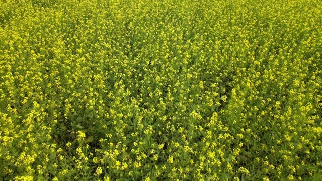 Mustard seed field, Yellow blossom, Mustard flowers, Agriculture in Bangladesh, Harvest season, Mustard plantation, Harvest season, Vibrant mustard crop, oilseed crop cultivation.