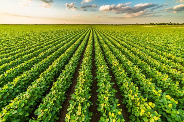 Green ripening soybean field, agricultural landscape