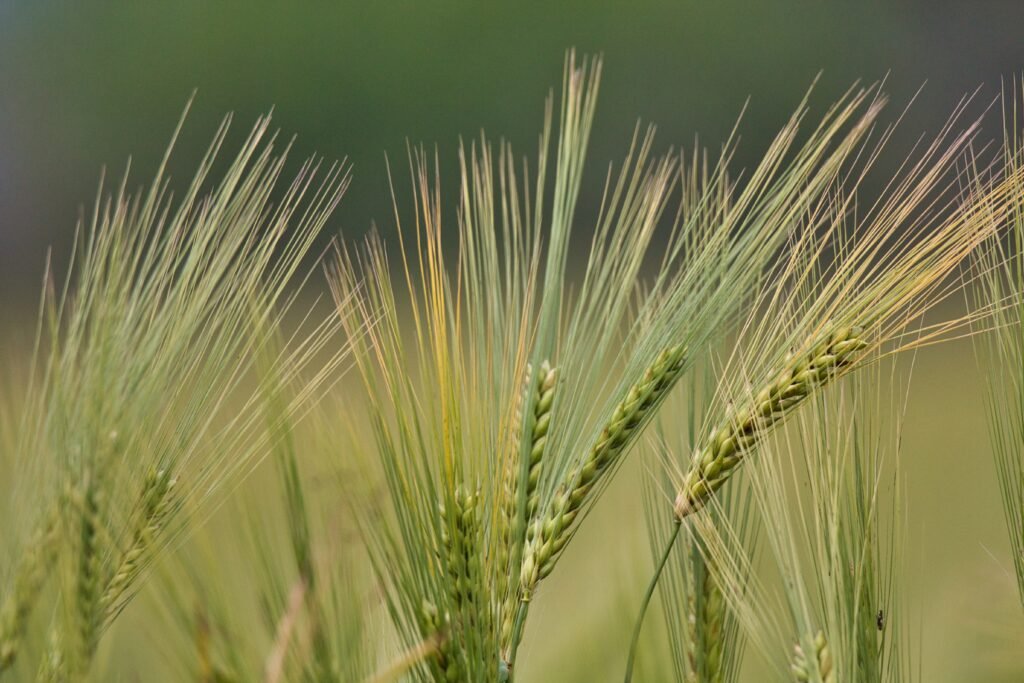 Best Wheat Seed for Gujarat