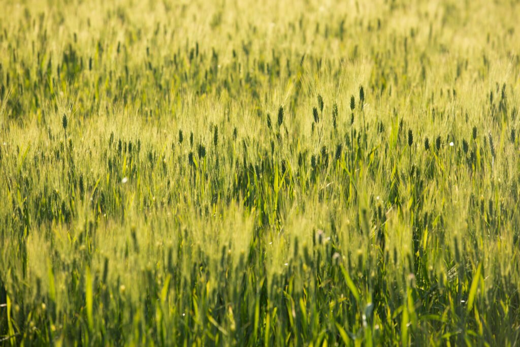 Best Wheat Seed for Gujarat